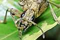 Rhagium mordax (R�bacz szary)