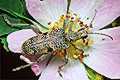 Rhagium mordax (R�bacz szary)