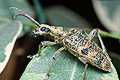 Rhagium mordax (R�bacz szary)