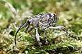 Curculio nucum (S�onik orzechowiec)
