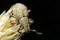 Strophosoma capitatum (Zmiennik brudny)