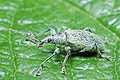 Phyllobius urticae