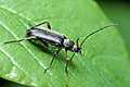 Grammoptera ruficornis