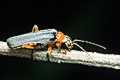 Cantharis bicolor (Omomilek)