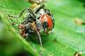 Cantharis fusca (Omomi�ek szary)