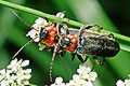 Cantharis fusca (Omomi�ek szary)