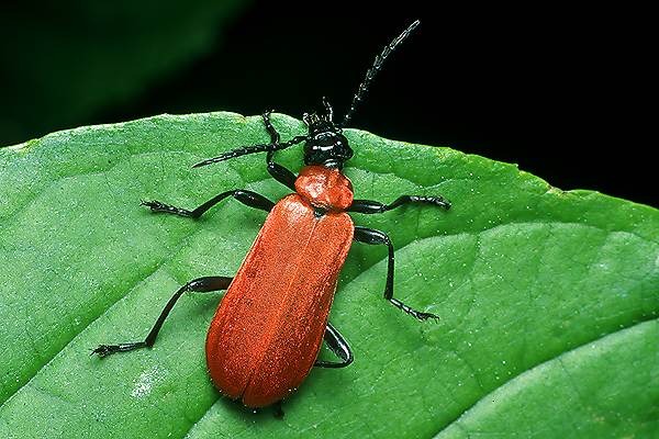 Pyrochroa coccinea (Ogniczek wi�kszy)