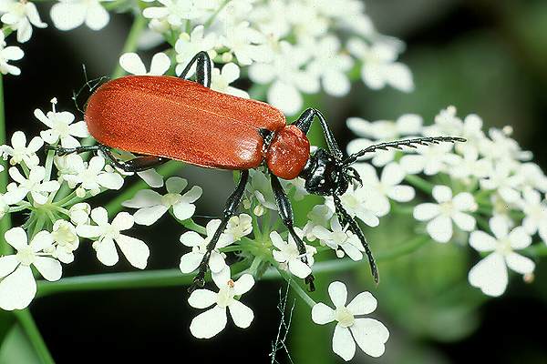 Pyrochroa coccinea (Ogniczek wi�kszy)
