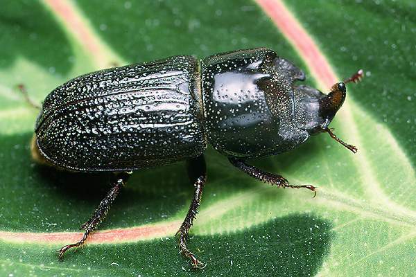 Sinodendron cylindricum (Kostrze�)