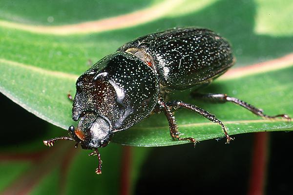 Sinodendron cylindricum (Kostrze�)