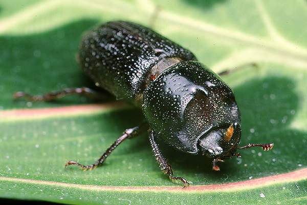 Sinodendron cylindricum (Kostrze�)