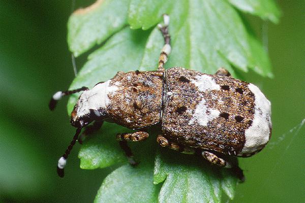 Platyrrhinus albinus (Kobielatka siwak)
