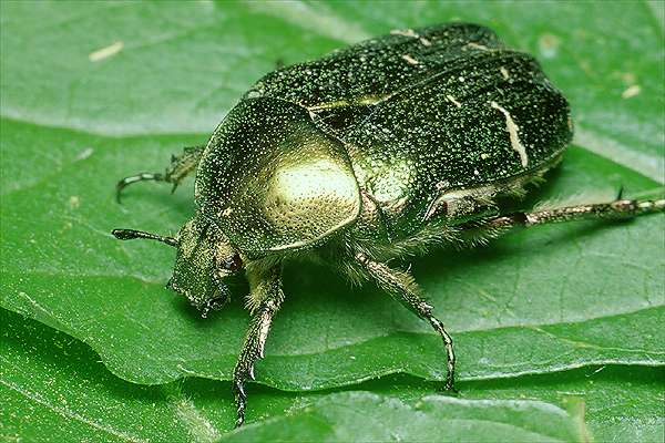 Cetonia aurata (Kruszczyca z�otawka)