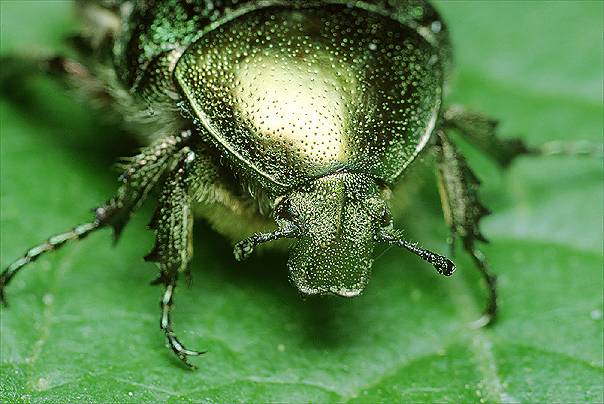Cetonia aurata (Kruszczyca z�otawka)