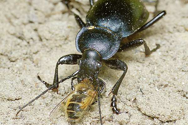 Carabus glabratus (Biegacz g�adki)