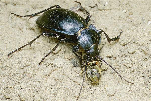 Carabus glabratus (Biegacz g�adki)