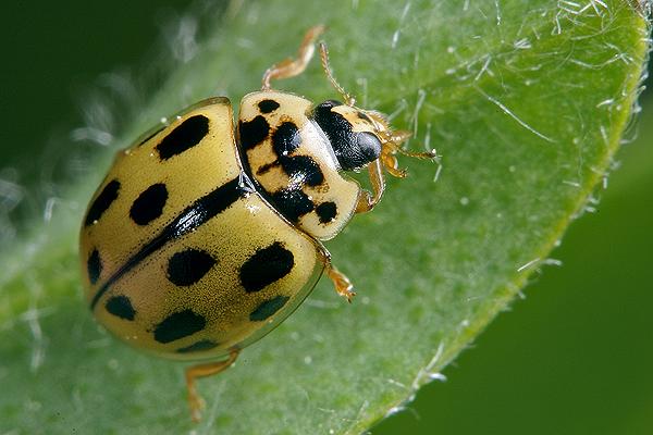 Ceratomegilla notata