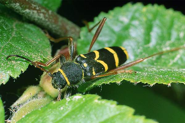 Clytus arietis (Biegowiec osowaty)
