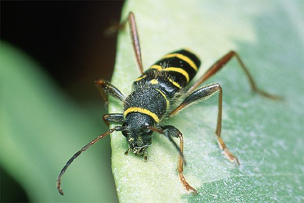 Clytus arietis (Biegowiec osowaty)