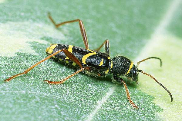 Clytus arietis (Biegowiec osowaty)