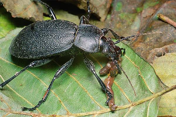 Carabus coriaceus (Biegacz sk�rzasty)