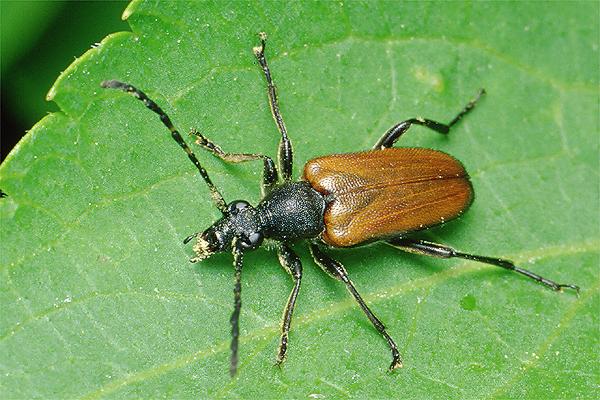 Paracorymbia maculicornis