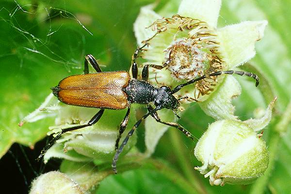 Paracorymbia maculicornis