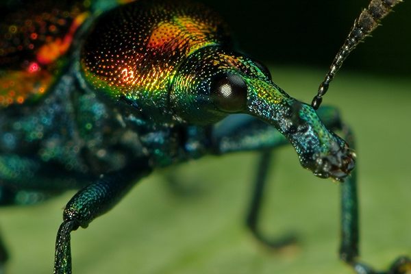 Byctiscus populi (Tutkarz osinowiec)