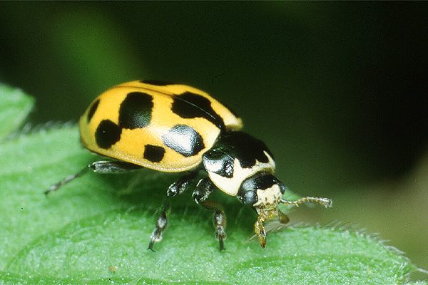 ceratomegilla notata