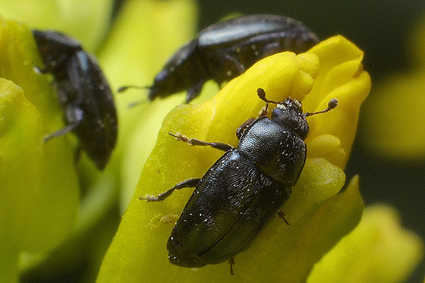 Meligethes aeneus (S�odyszek rzepakowy)