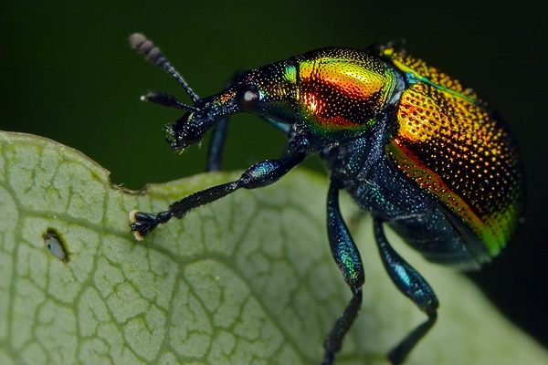 Byctiscus populi (Tutkarz osinowiec)