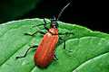 Pyrochroa coccinea (Ogniczek wi�kszy)