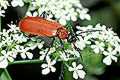 Pyrochroa coccinea (Ogniczek wi�kszy)