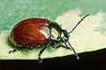 Chrysolina polita