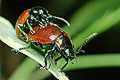 Chrysolina polita