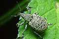 Liophlaeus tessellatus