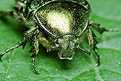 Cetonia aurata (Kruszczyca z�otawka)