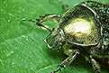 Cetonia aurata (Kruszczyca z�otawka)