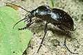 Carabus glabratus (Biegacz g�adki)