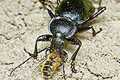 Carabus glabratus (Biegacz g�adki)