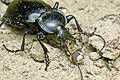 Carabus glabratus (Biegacz g�adki)