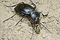 Carabus glabratus (Biegacz g�adki)