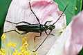Stenurella nigra
