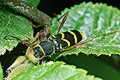 Clytus arietis (Biegowiec osowaty)