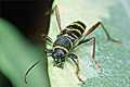 Clytus arietis (Biegowiec osowaty)