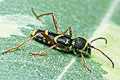 Clytus arietis (Biegowiec osowaty)
