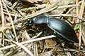 Carabus glabratus (Biegacz g�adki)
