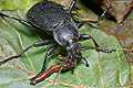 Carabus coriaceus (Biegacz sk�rzasty)