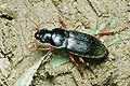 Harpalus rufipes (Dzier w�ochaty)