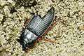 Harpalus rufipes (Dzier w�ochaty)